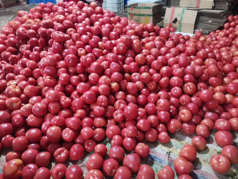 山东菏泽精品西红柿大量上市货源充足品质保证