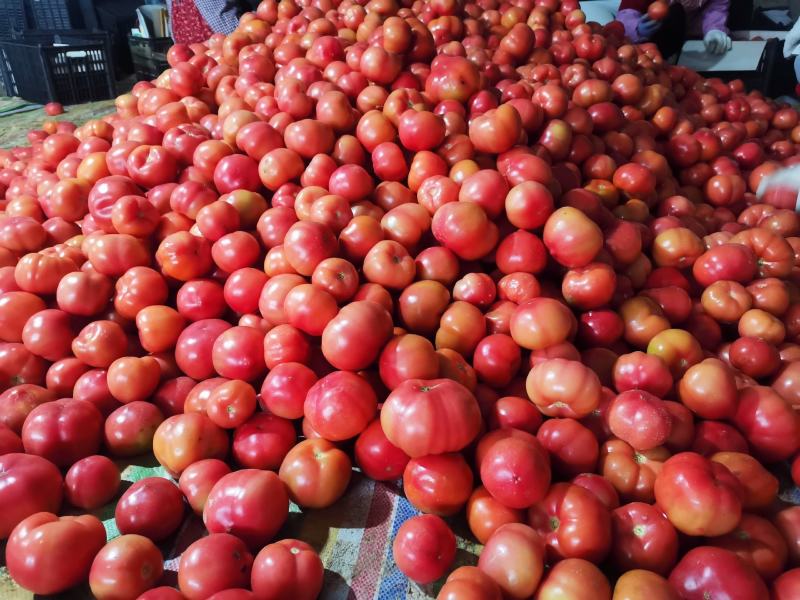山东菏泽精品西红柿大量上市货源充足品质保证
