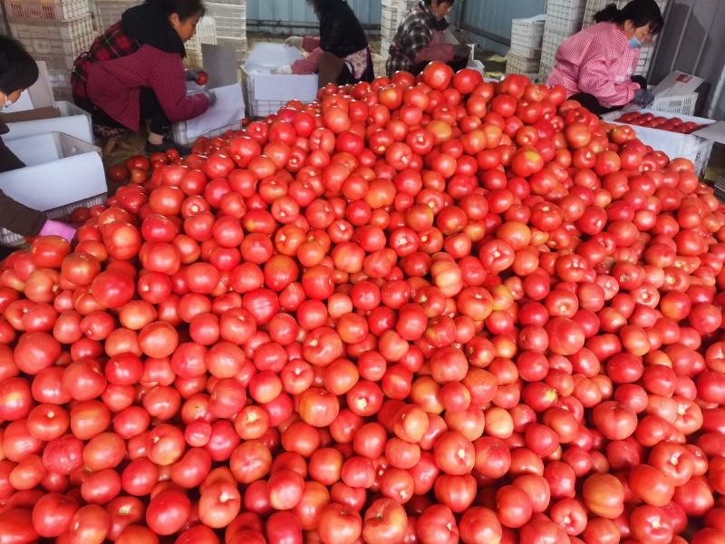 山东菏泽精品西红柿大量上市货源充足品质保证