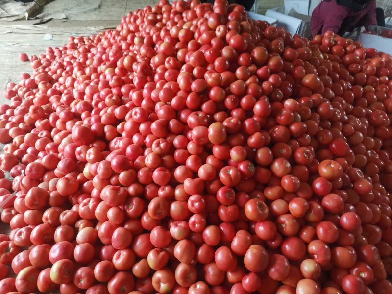 山东菏泽精品西红柿大量上市货源充足品质保证