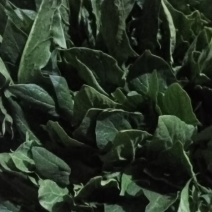 尖叶圆叶菠菜大量有货需要的联系我就行质量保证