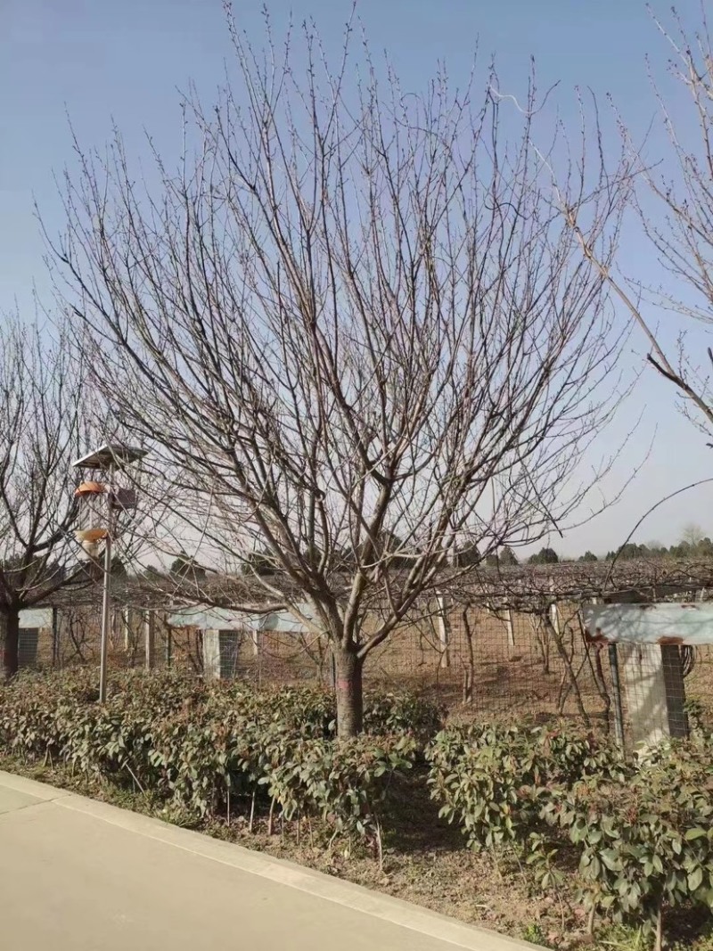 15公分樱花