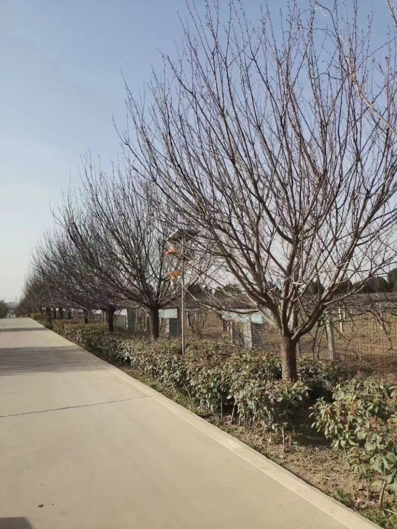 15公分樱花