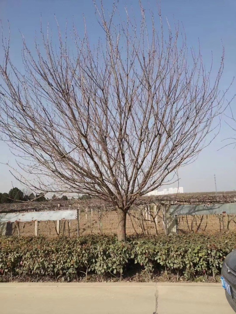 15公分樱花