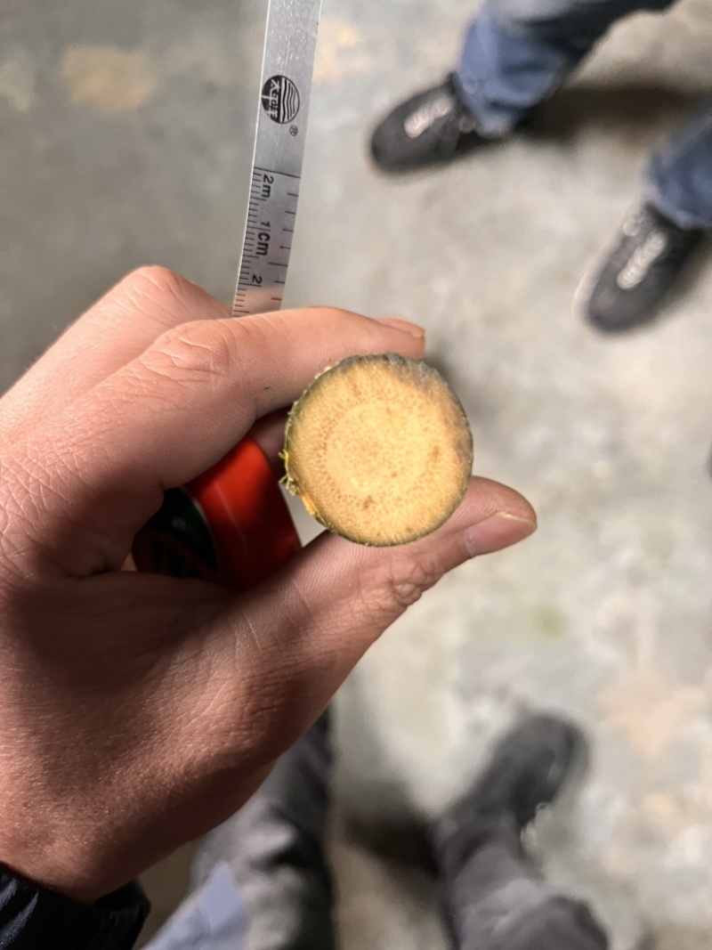 实心竹各种规格发往全国可视频看货欢迎咨询