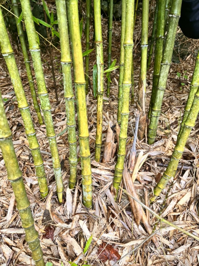 实心竹各种规格发往全国可视频看货欢迎咨询
