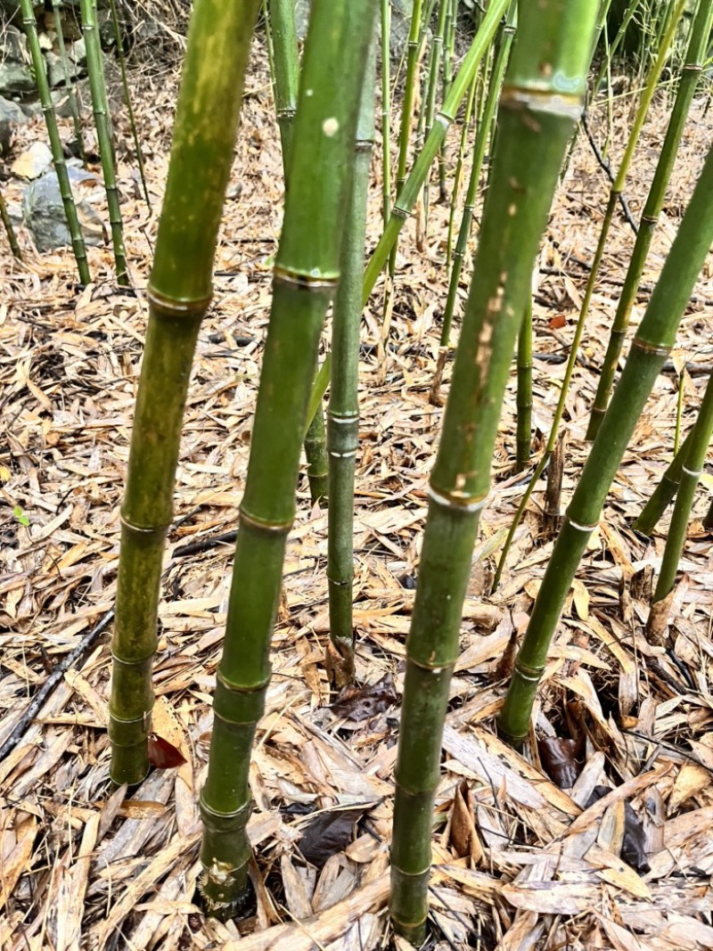 实心竹各种规格发往全国可视频看货欢迎咨询