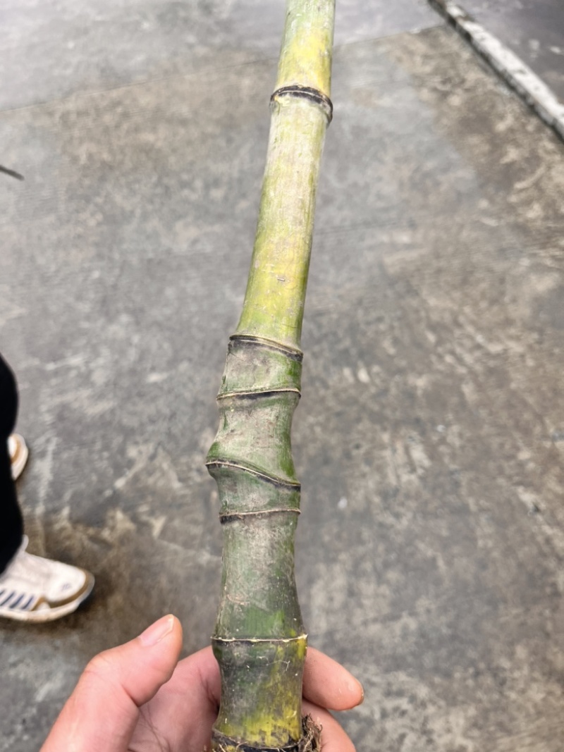 实心竹各种规格发往全国可视频看货欢迎咨询