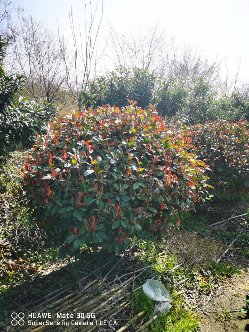 红叶石楠精球