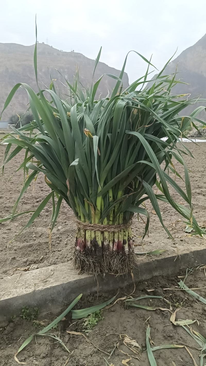红根蒜苗产地直销