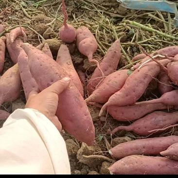河南开封西瓜红红薯万亩蔬菜水果基地欢迎各位老板前来选购