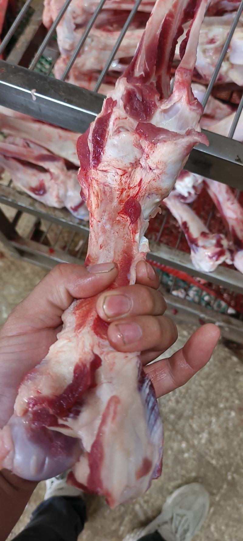 母猪前后腿骨每天生产现货