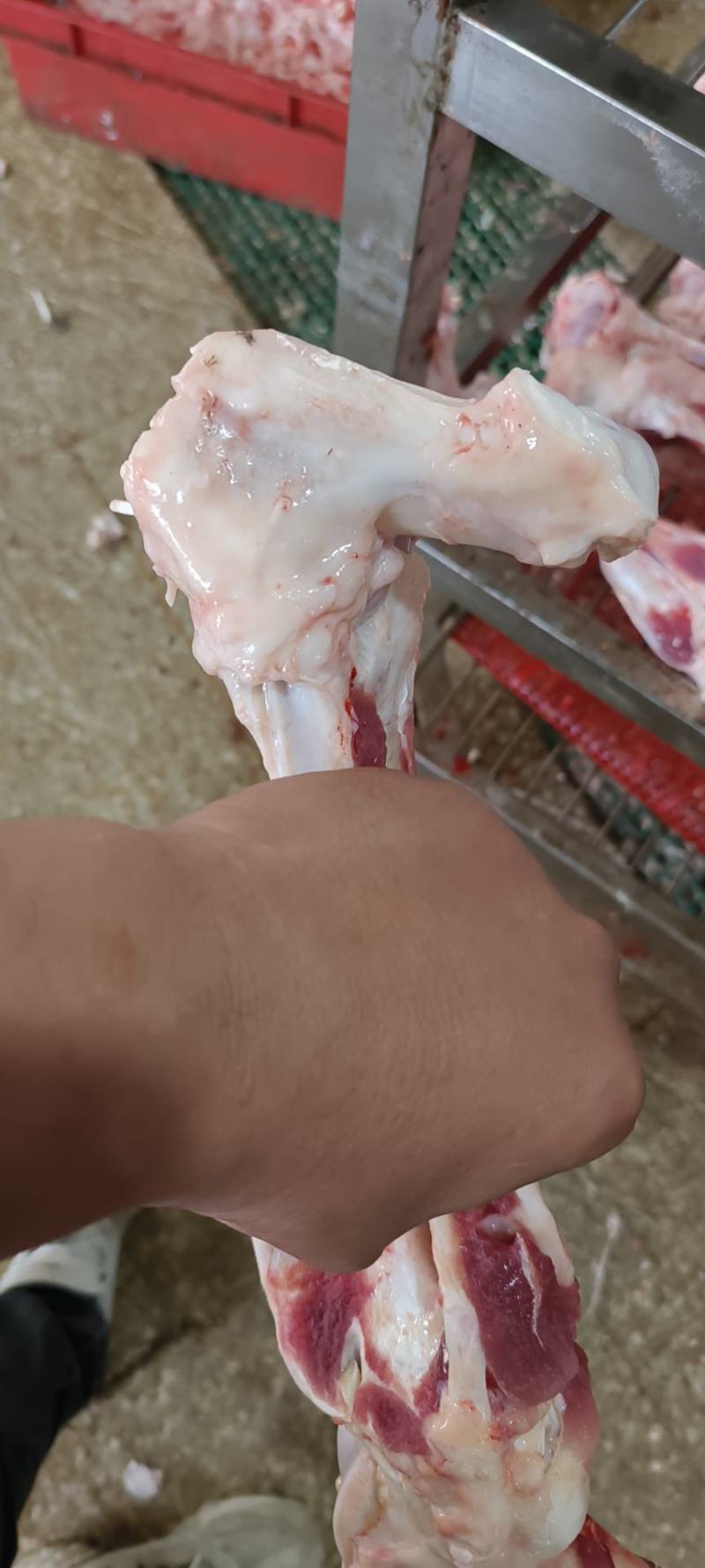 母猪前后腿骨每天生产现货