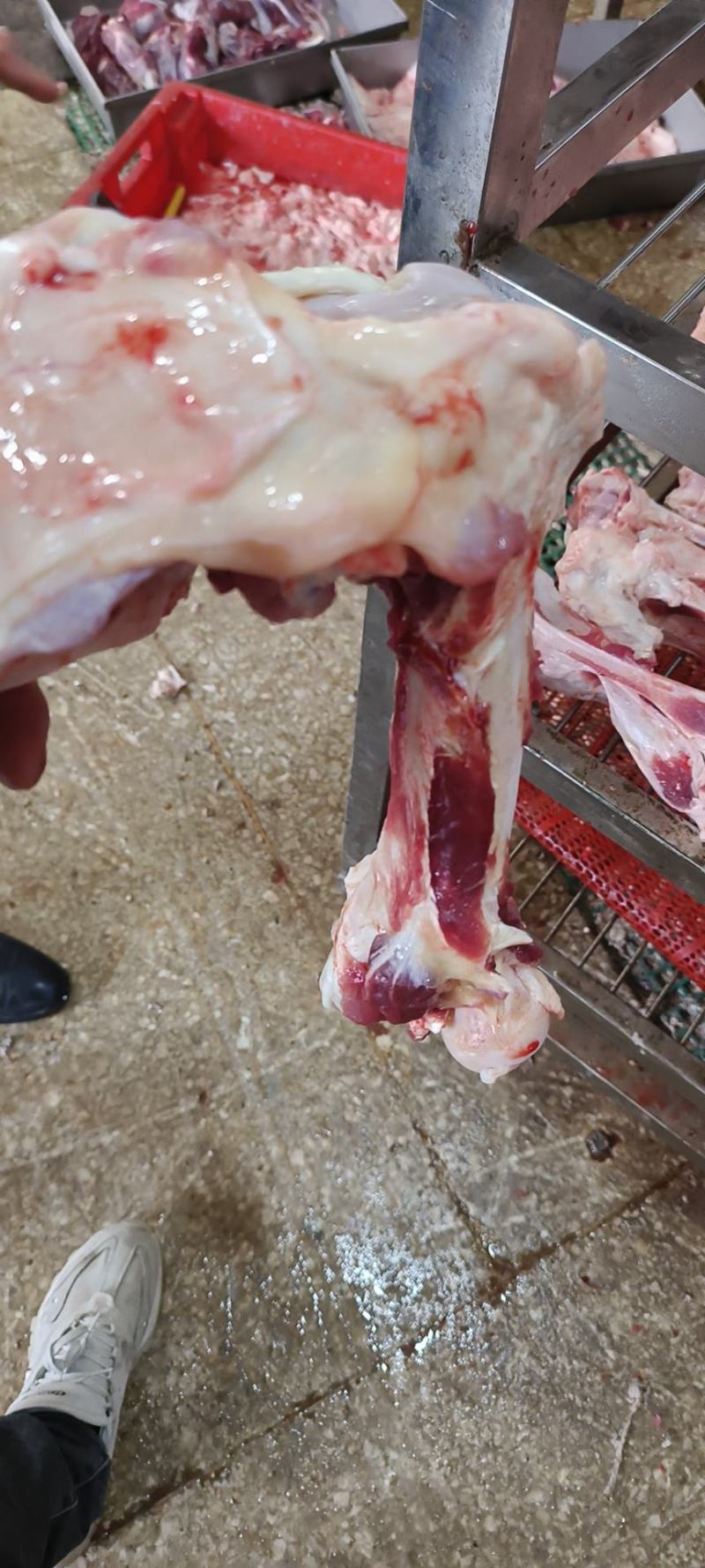 母猪前后腿骨每天生产现货