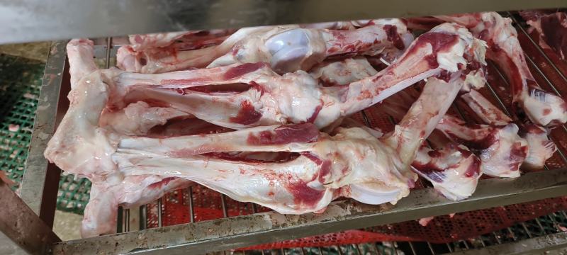 母猪前后腿骨每天生产现货