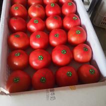菏泽定陶黄店西红柿大量上市，货源充足电商，超市