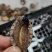 鲍鱼小鲍鱼捞汁小海鲜原料鲍鱼活冻小鲍鱼常年供应产品