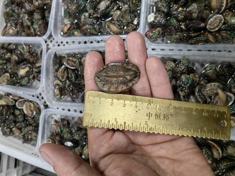 鲍鱼小鲍鱼捞汁小海鲜原料鲍鱼活冻小鲍鱼常年供应产品
