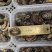 鲍鱼小鲍鱼捞汁小海鲜原料鲍鱼活冻小鲍鱼常年供应产品
