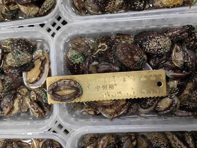 鲍鱼小鲍鱼捞汁小海鲜原料鲍鱼活冻小鲍鱼常年供应产品