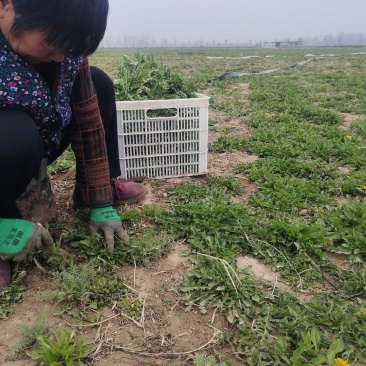 露天种植，现挖蒲公英小颗嫩菜