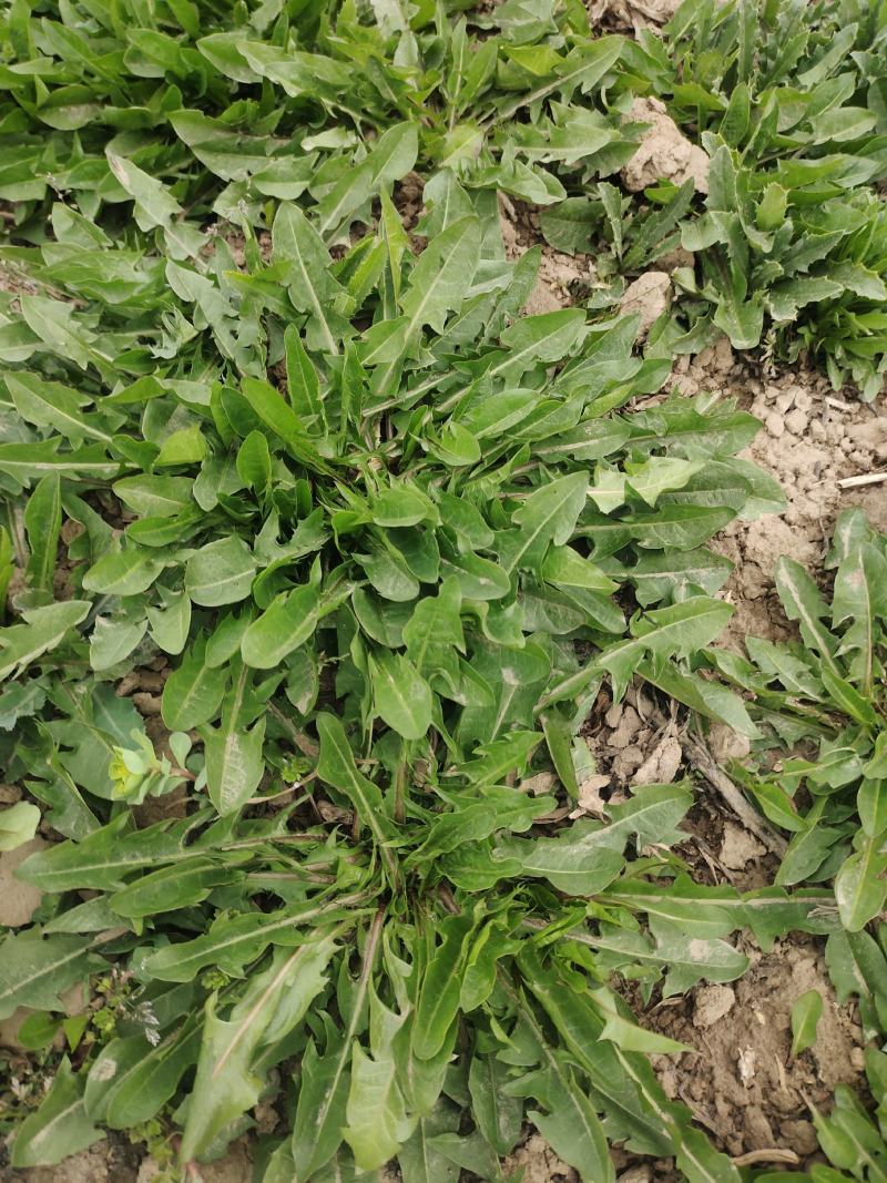 露天种植，现挖蒲公英小颗嫩菜