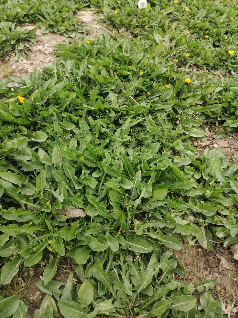 露天种植，现挖蒲公英小颗嫩菜