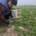 露天种植，现挖蒲公英小颗嫩菜