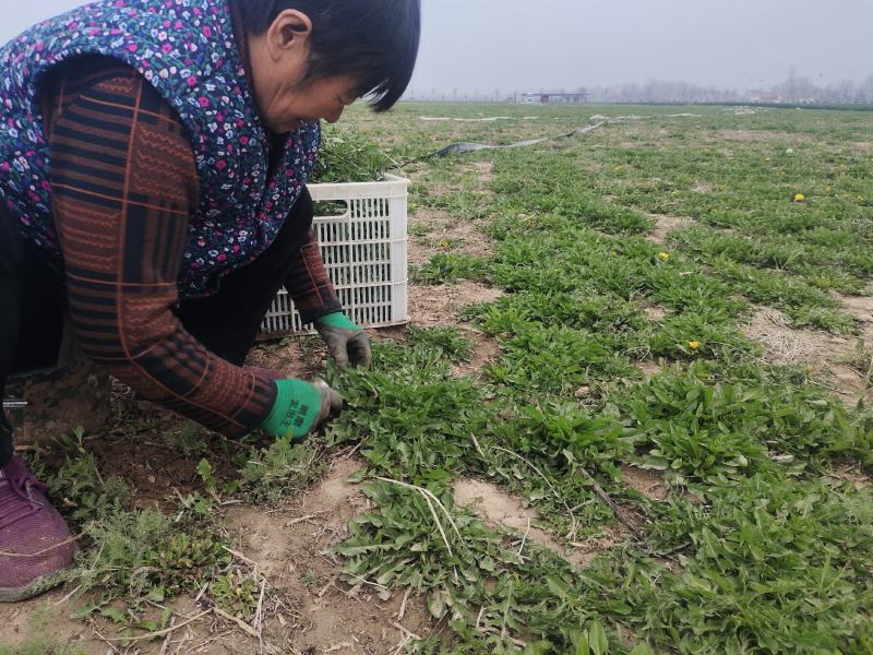 露天种植，现挖蒲公英小颗嫩菜