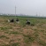 露天种植，现挖蒲公英小颗嫩菜