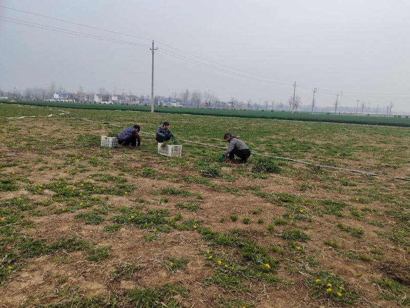 露天种植，现挖蒲公英小颗嫩菜