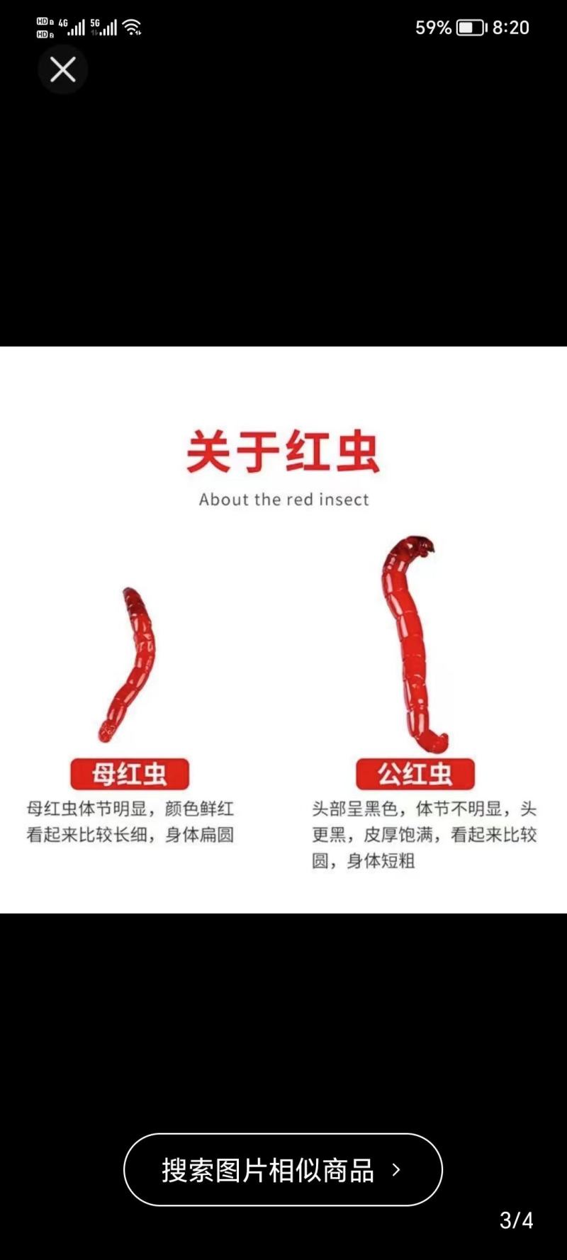 红虫