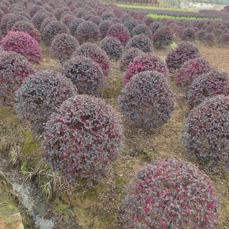 (退林还田处理)红花继木球冠幅80-110cm