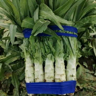 精品红叶莴笋大量上市，货源充足，一手货源