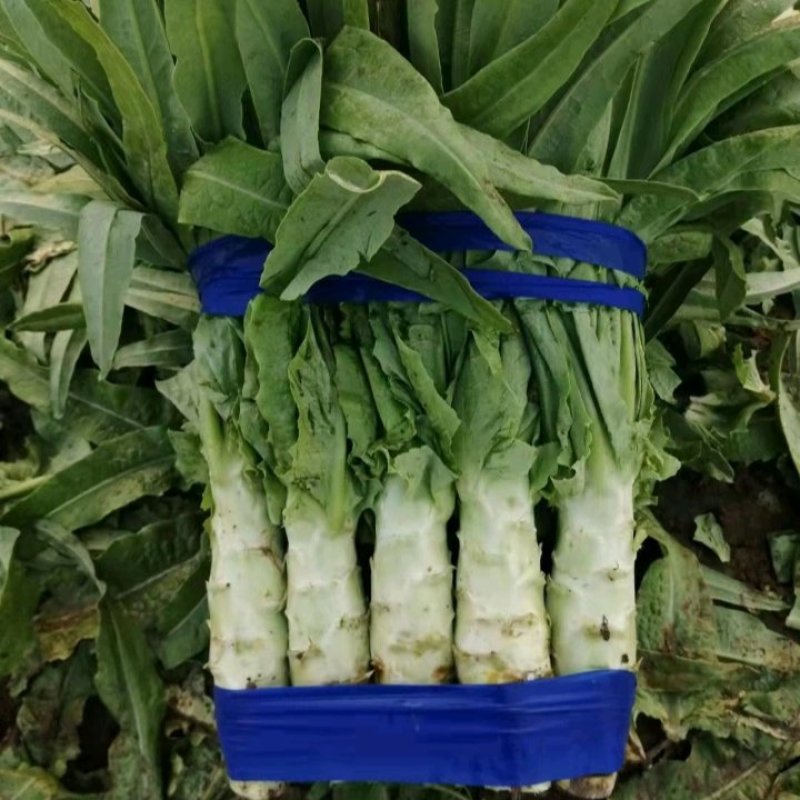 精品红叶莴笋大量上市，货源充足，一手货源