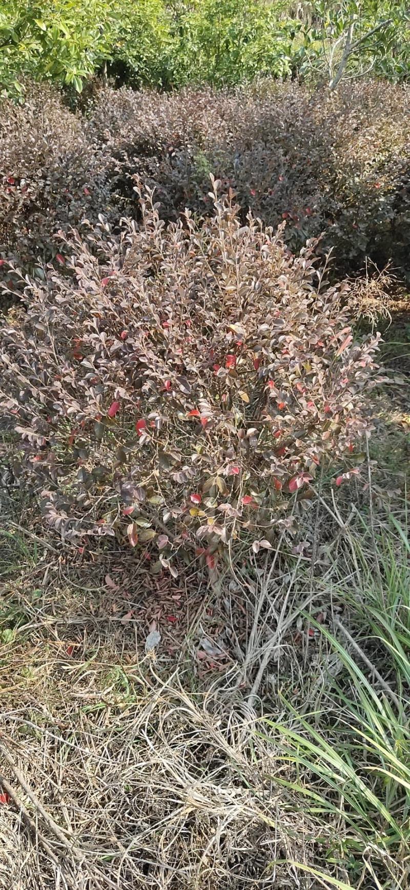 (退林还田处理)红花继木球冠幅80-110cm