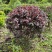 (退林还田处理)红花继木球冠幅80-110cm
