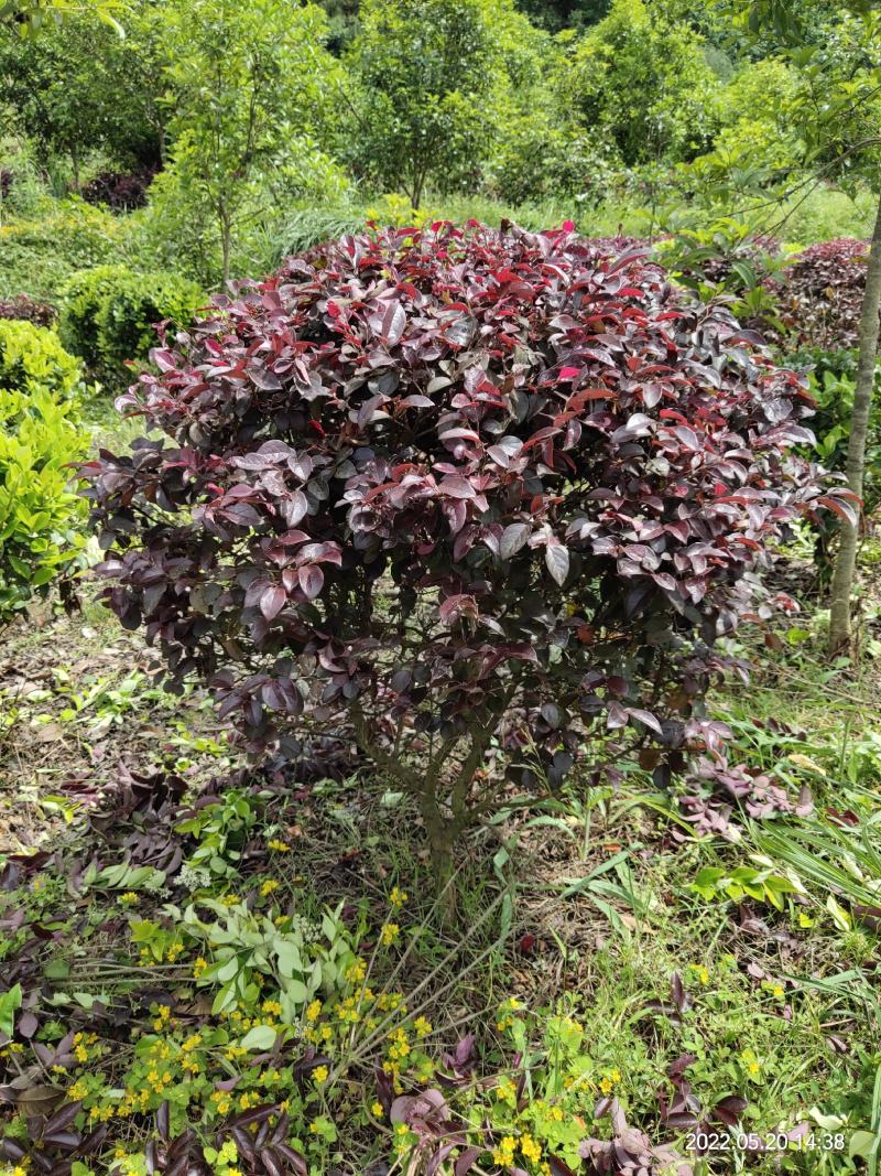 (退林还田处理)红花继木球冠幅80-110cm