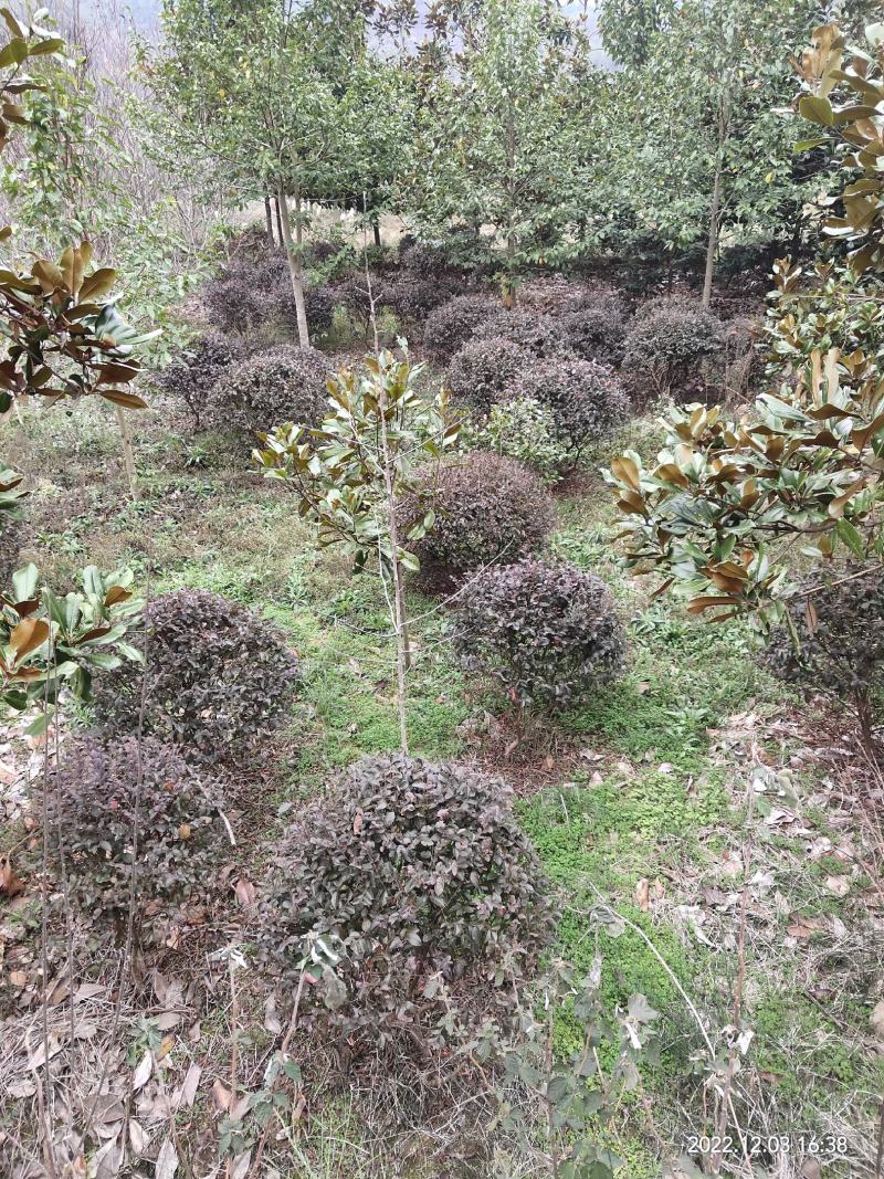 (退林还田处理)红花继木球冠幅80-110cm