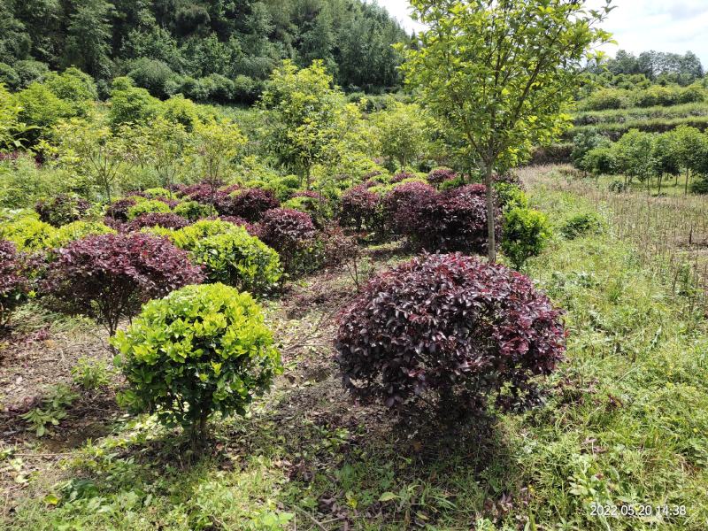 (退林还田处理)红花继木球冠幅80-110cm