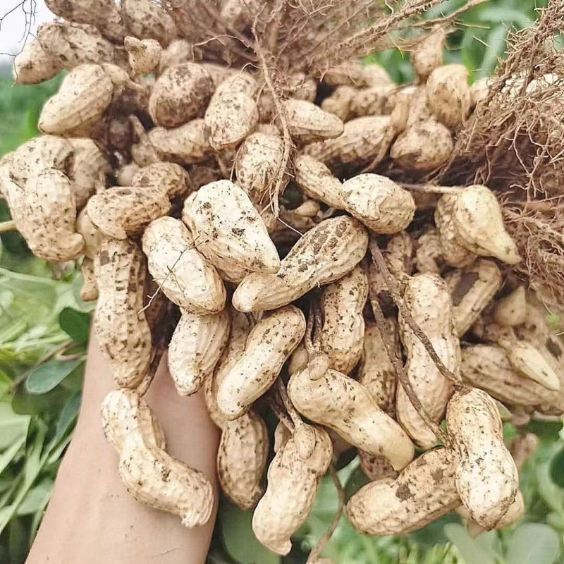鲜花生花生山东鲜花生电商货市场货加工货