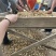 鲜花生花生山东鲜花生电商货市场货加工货