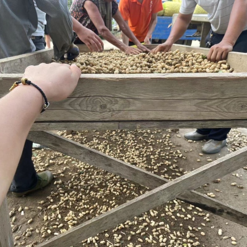 鲜花生花生山东鲜花生电商货市场货加工货
