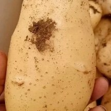 土豆、毛豆、辣椒、