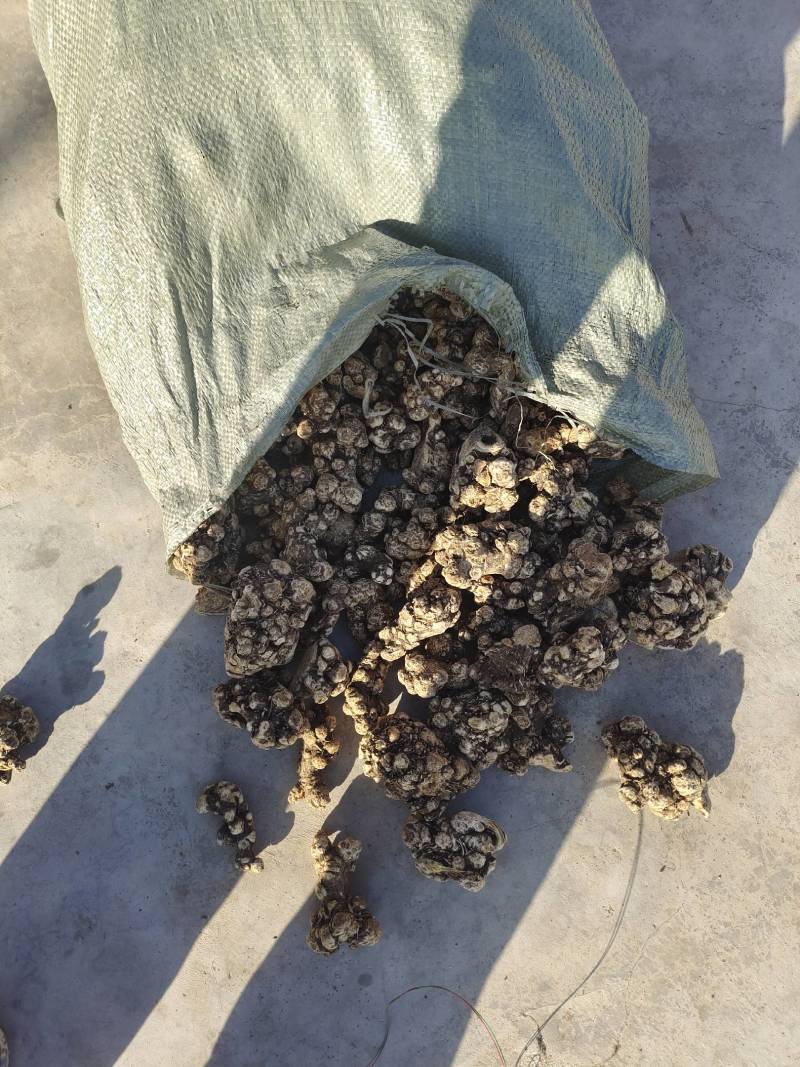 苍术正品保障自产自销品质有保证