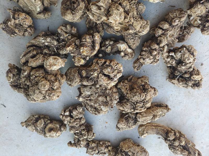 苍术正品保障自产自销品质有保证