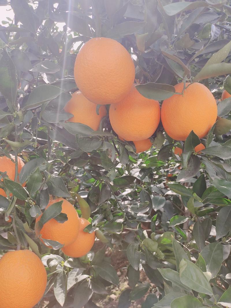 夏橙果面干净，水分充足，口感纯正，基地直供，供货量大