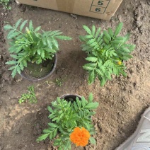 孔雀草