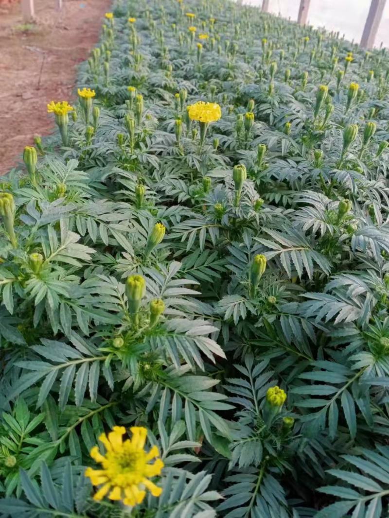 孔雀草