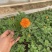 孔雀草